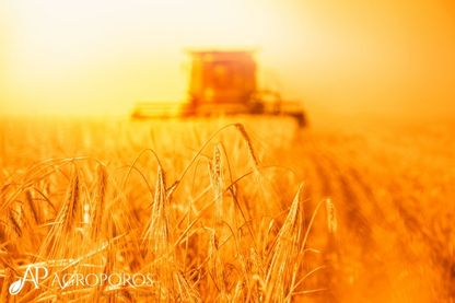 El Nino Kaynaklı Bitki Stresine Karşı Amino Asitler